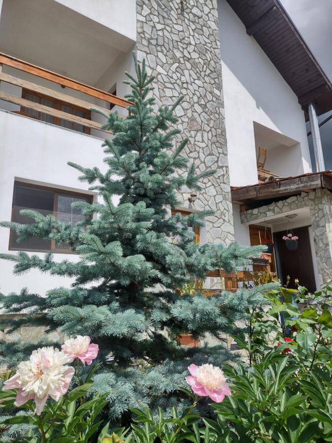 Pensiunea Codruta Carpinisu ภายนอก รูปภาพ